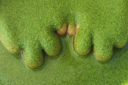 ระบบจัดระดับคุณภาพผำฉะของประเทศไทย เพื่อสร้างความมั่นใจแก่ผู้บริโภค Thailands Quality Grading System for Pham-Cha to Ensure Consumer Confidence