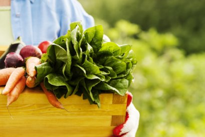 จับตาความเสี่ยง: การปนเปื้อนโลหะหนักในผลผลิตทางการเกษตรไทย Spotlight on Risk: Heavy Metal Contamination in Thailands Agricultural Products