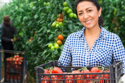 เทคโนโลยีแสงสีแดงเพื่อกระตุ้นสารพฤกษเคมีในมะเขือเทศหลังการเก็บเกี่ยว Red Light Technology for Stimulating Phytochemicals in Tomatoes After Harvest