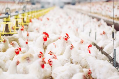 Sustainnovation in Action: นวัตกรรมแห่งความยั่งยืนในห่วงโซ่อุตสาหกรรมเนื้อสัตว์ Sustainnovation in Action: Driving Sustainability Across the Meat Supply Chain