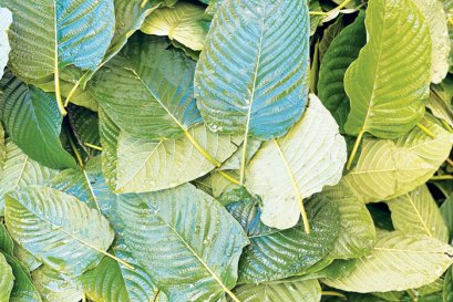 The Commercial Possibility of Kratom from Addictive Drug