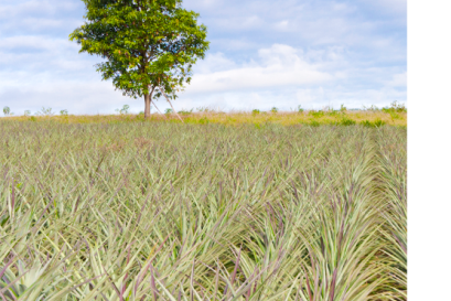 Market Situation : Pineapple Summer Crop 2024