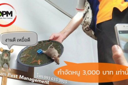 ให้บริการด่วนกำจัดแมลง กำจัดหนู หลังปิดให้บริการช่วงโควิด