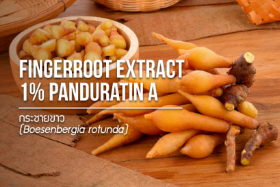 Fingerroot / กระชายขาว