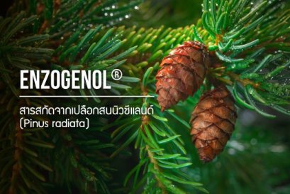 Enzogenol® / สารสกัดจากเปลือกสน