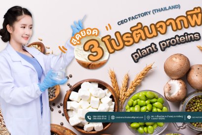 3 สุดยอดโปรตีนจากพืช Plant  Protein