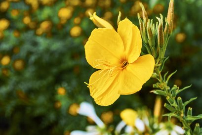 Evening Primrose Oil Powder (Food Grade)
