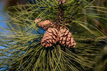 Pine Bark Extract   (Food grade)