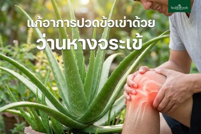 แก้อาการปวดข้อเข่า ด้วยว่านหางจระเข้