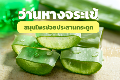 ว่านหางจระเข้ สมุนไพรช่วยประสานกระดูก