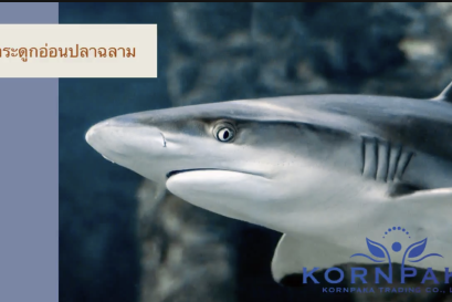 กระดูกอ่อนปลาฉลาม (Shark cartilage)