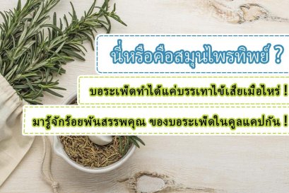 นี่หรือคือสมุนไพรทิพย์ ? บอระเพ็ดทำได้แค่บรรเทาไข้เสียเมื่อไหร่ ! มารู้จักร้อยพันสรรพคุณ ของบอระเพ็ดในคูลแคปกัน !