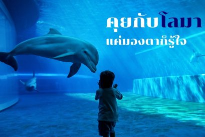 คุยกับโลมาแค่มองตาก็รู้ใจ