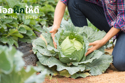 เลือกผักให้ดี ต้องเลือกที่มีรู จริงหรือ ?
