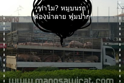 ทำไม?? หมูบนรถขนส่ง ต้องน้ำลายฟูมปาก