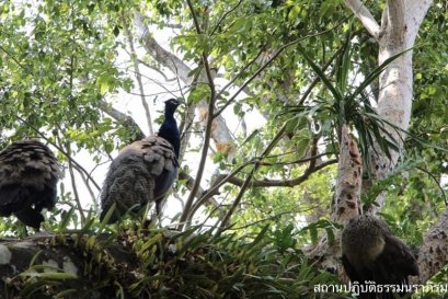 ลืมทางจึงหลงป่า