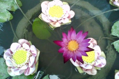 ความเห็นผิด