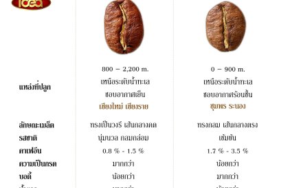 ความแตกต่างของกาแฟอราบิก้าและกาแฟโรบัสต้า 