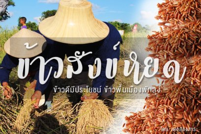 สาระกับเดอลอง "ข้าวสังข์หยด ข้าวพื้นเมืองพัทลุง อุดมไปด้วยประโยชน์"