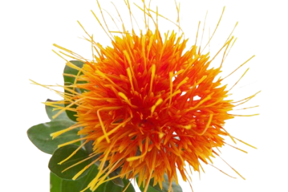 ประโยชน์ของดอกคำฝอยเพื่อสุขภาพ