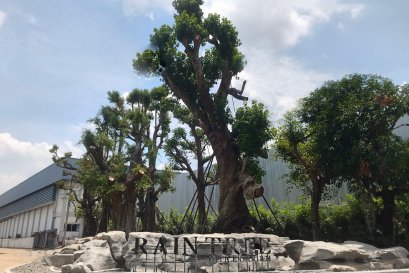 RAINTREE OFFICE GARDEN | เรนทรี ออฟฟิศ การ์เด้น