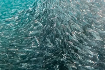 Marine Collagen Peptides