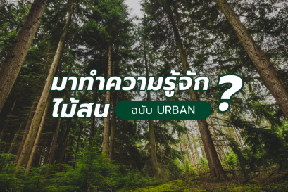 มาทำความรู้จักไม้สนกัน ฉบับ URBANWOOD