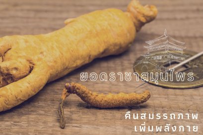 ยอดราชาสมุนไพร คืนสมรรถภาพ เพิ่มพลังกาย