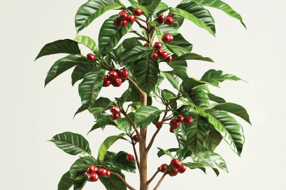 คำจำกัดความของกาแฟในรูปแบบของเรา