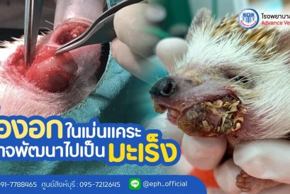 โรงพยาบาลสัตว์เอราวัณ (Erawan Pet Hospital)