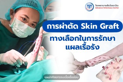 การผ่าตัด Skin Graft ใน แมว: ทางเลือกในการรักษาแผลเรื้อรัง