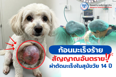 ก้อนแข็งที่หน้าอก สัญญาณอันตราย! ผ่าตัดมะเร็งในสุนัขวัย 14 ปี