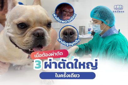 Is Surgery Riskier for French Bulldogs Than Other Breeds?