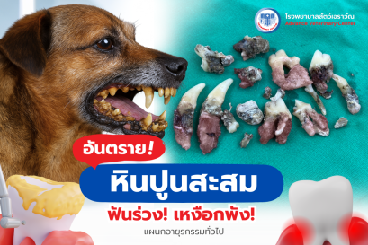 Pet Dental Scaling: Why It's Important and What Happens If You Skip It?