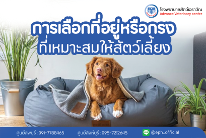 โรงพยาบาลสัตว์เอราวัณ (Erawan Pet Hospital)