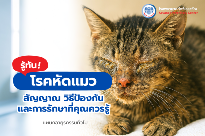 รู้ทันโรคหัดแมว: สัญญาณ วิธีป้องกัน และการรักษาที่คุณควรรู้
