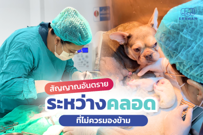 Danger Signs During Dog Labor That Should Not Be Ignored