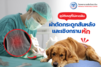 โรงพยาบาลสัตว์ ผ่าตัดกระดูกเชิงกรานและผ่าตัดกระดูกสันหลัง : สุนัขวัย 11 ปี ถูกรถชน