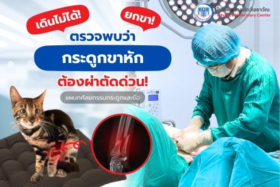 ศัลยกรรมกระดูกและข้อสัตว์เลี้ยง แมวกระดูกขาหัก
