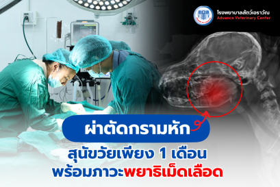 ผ่าตัดกรามหักในลูกสุนัขวัย 1 เดือน ที่มีภาวะพยาธิเม็ดเลือด