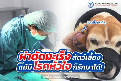 Cancer surgery for pets  even with heart disease, treatment is possible! At Erawan Pet Hospital.