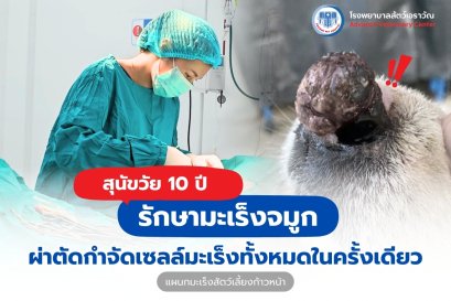 สุนัขวัย 10 ปี ผ่าตัดกำจัดเซลล์มะเร็งทั้งหมดในครั้งเดียว