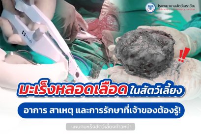 มะเร็งหลอดเลือดในสัตว์เลี้ยง การรักษาที่เจ้าของต้องรู้