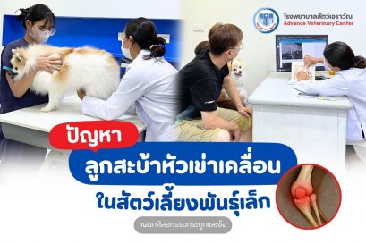ปัญหาลูกสะบ้าเคลื่อน (Patellar Luxation) ในสุนัขพันธุ์เล็ก