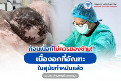 พบก้อนที่อัณฑะในหมาทำหมันแล้ว เสี่ยงเนื้องอกหรือไม่?