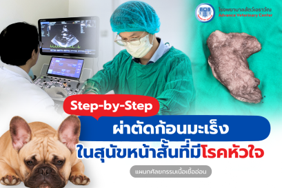 วางแผนผ่าตัดมะเร็งในสุนัขที่เป็นโรคหัวใจ