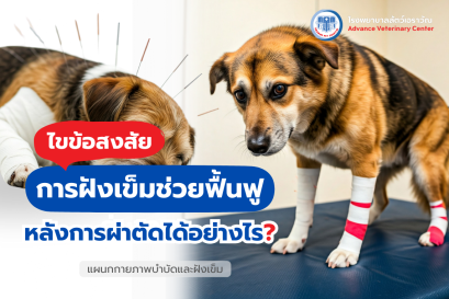 การฝังเข็มช่วยฟื้นฟูร่างกายสัตว์เลี้ยงหลังการผ่าตัดได้อย่างไร?