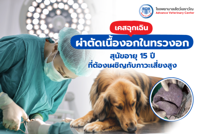 การผ่าตัดเนื้องอกในทรวงอกในสุนัขอายุ 15 ปี ที่มีภาวะความเสี่ยงสูง