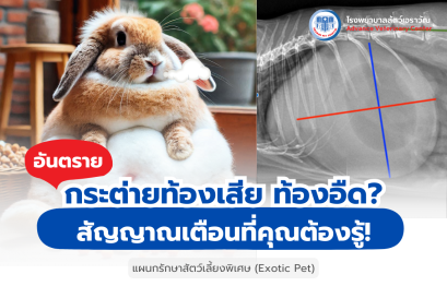กระต่ายท้องเสีย ท้องอืด? สัญญาณเตือนที่คุณต้องรู้!