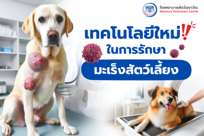 เทคโนโลยีใหม่ในการรักษามะเร็งสัตว์เลี้ยง: เพิ่มโอกาสในการฟื้นตัวและคุณภาพชีวิตที่ดีขึ้น